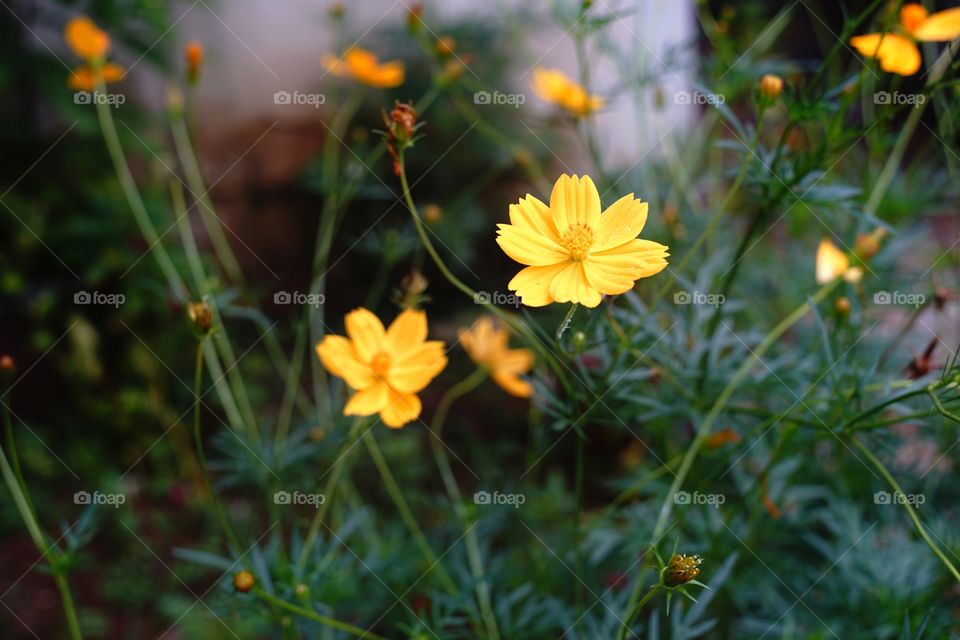 flowers on the edge of the road