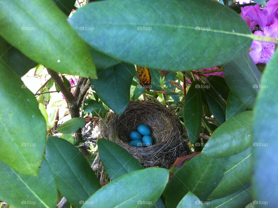 Robin eggs in a nest