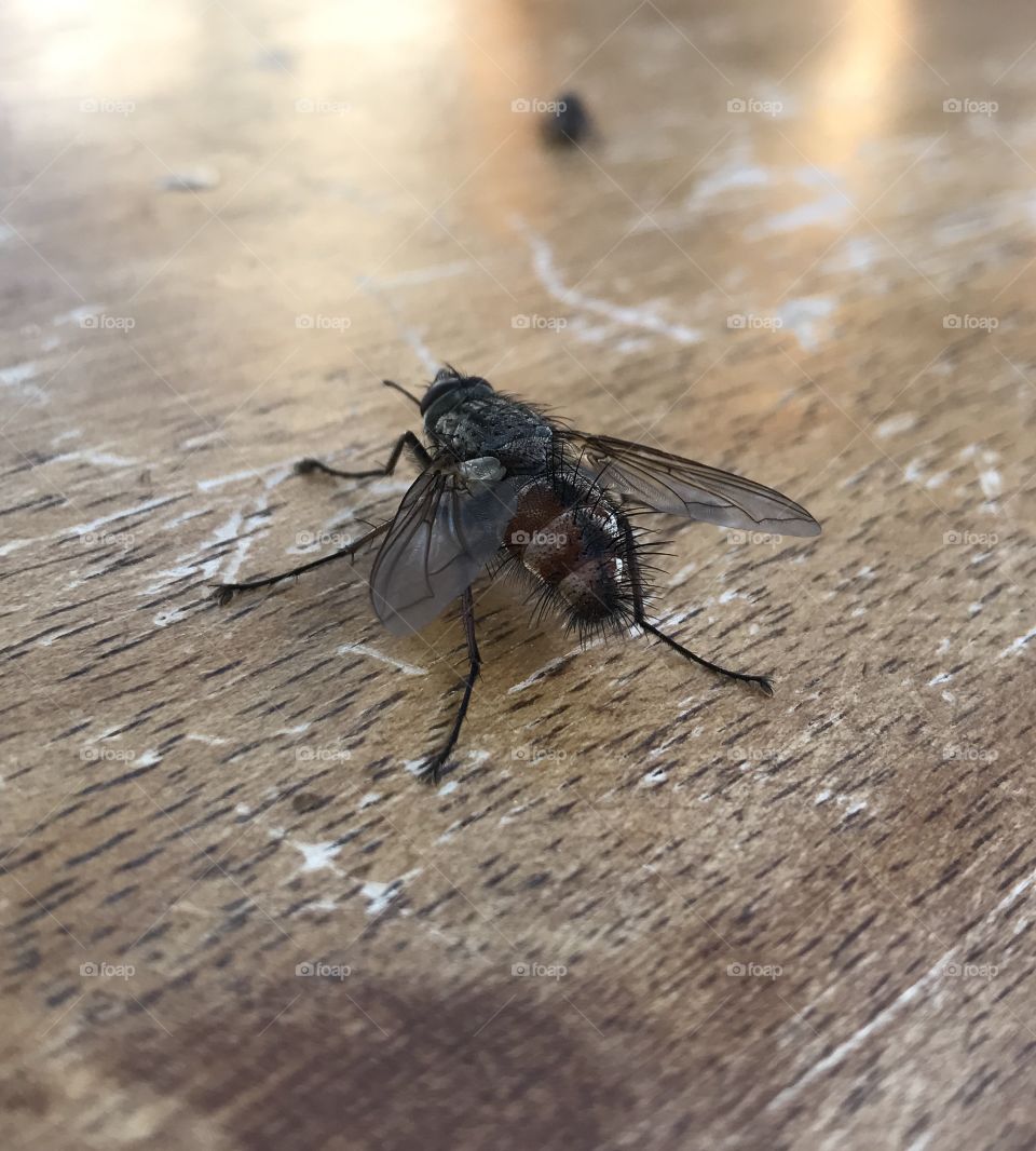 Just a fly taking a rest. 