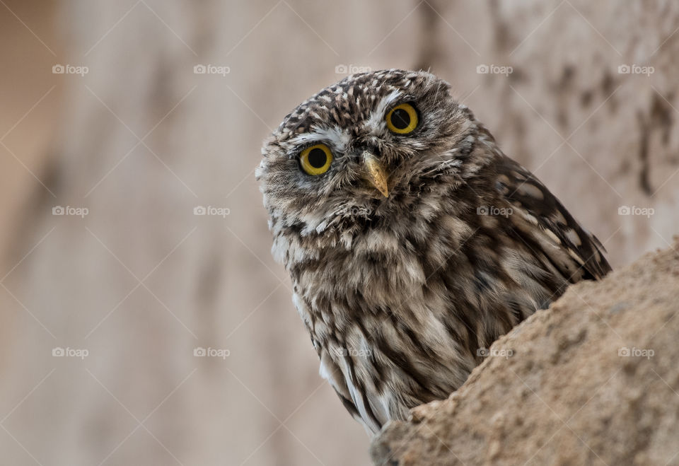 A beautiful owl standing on the rock