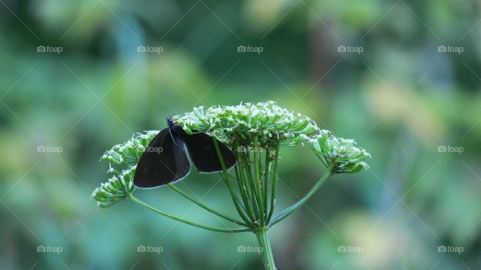 Black butterfly on white flower