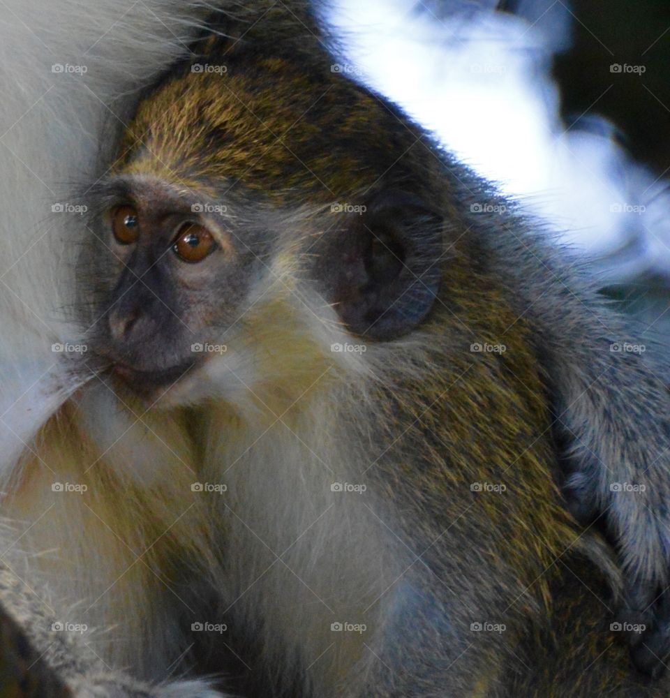 Nursing baby monkey, Barbados