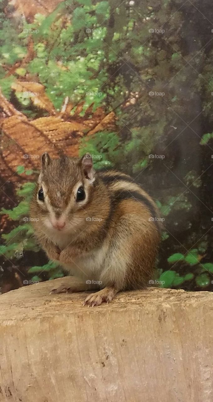 chipmunk