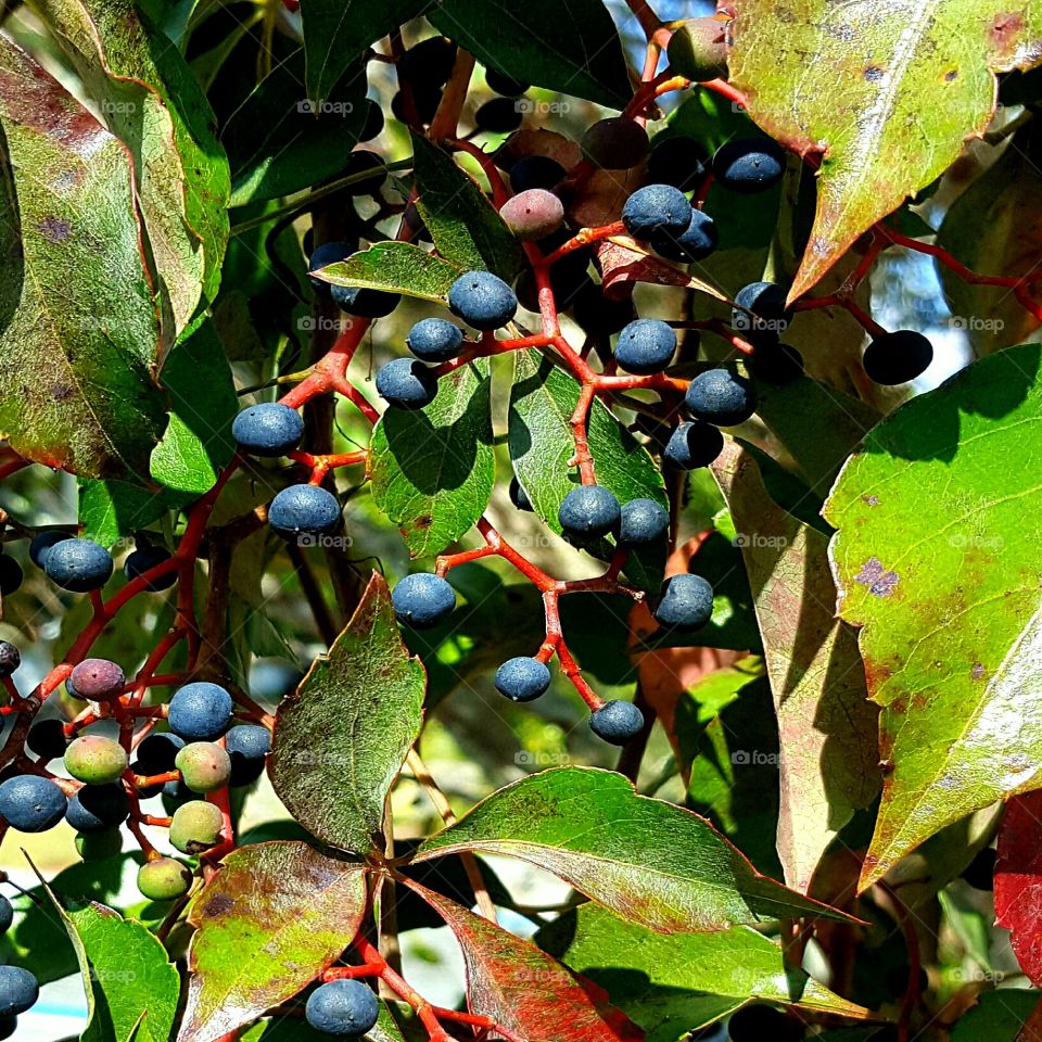 Fruit, Leaf, Tree, Nature, Color