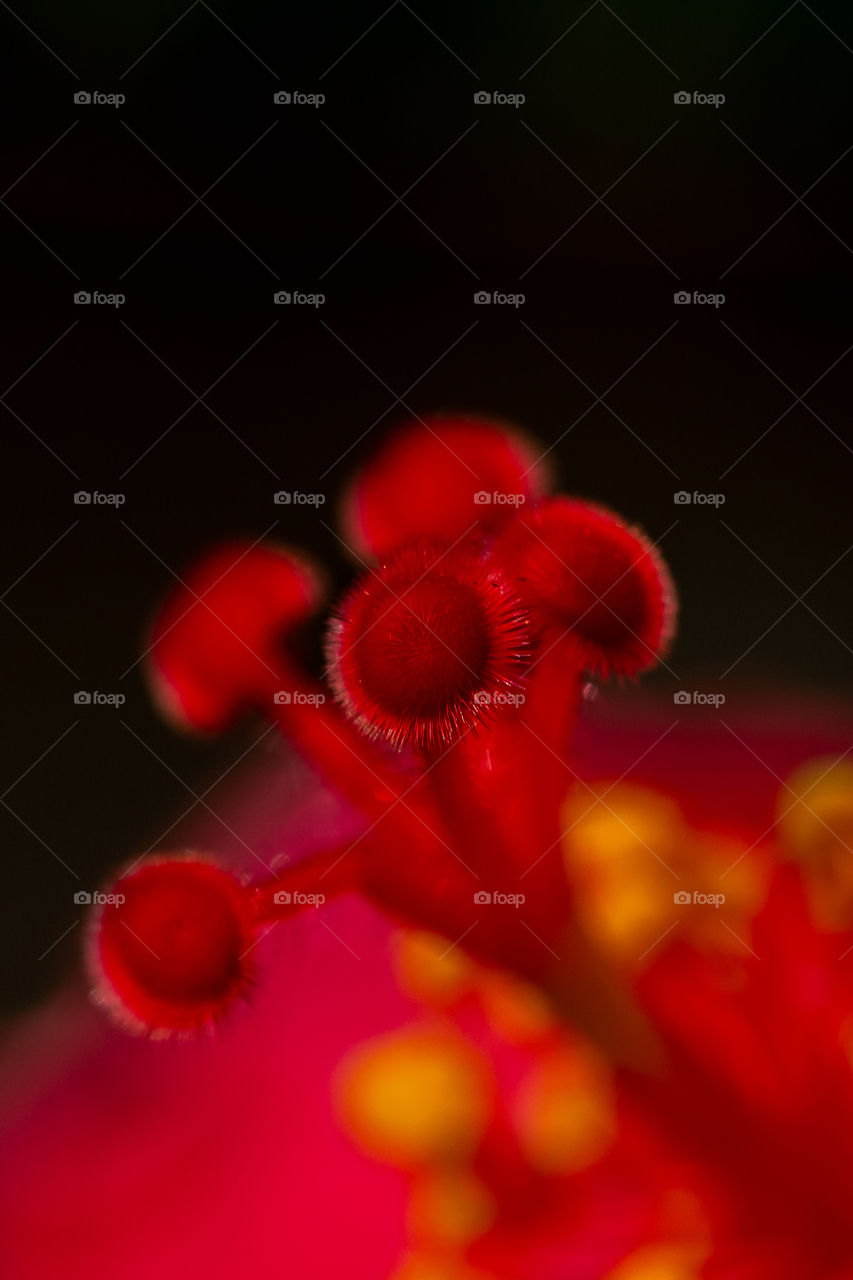 Extreme closeup of stigma of Hibiscus Flower.