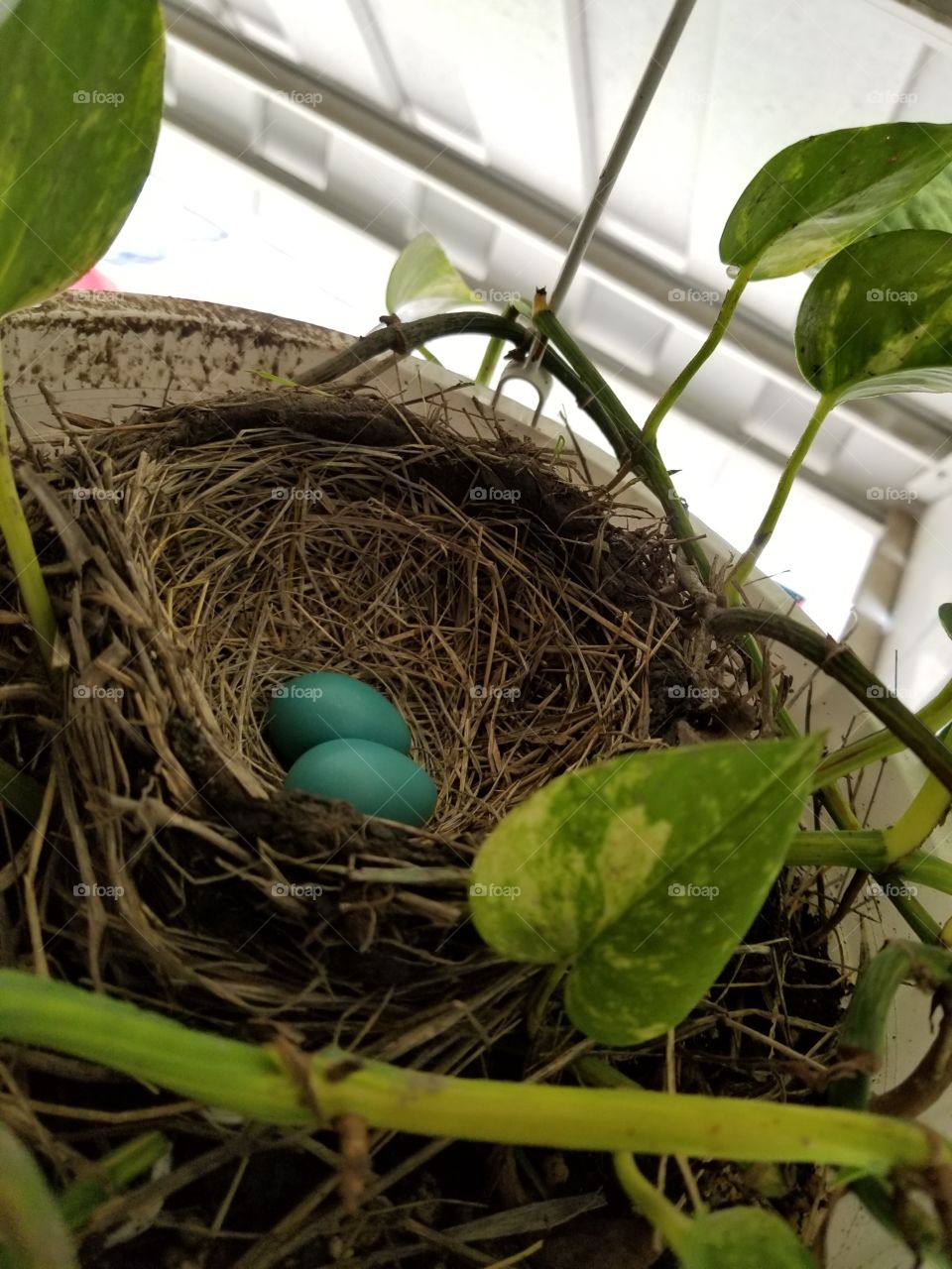 2 Robin eggs in my plant
