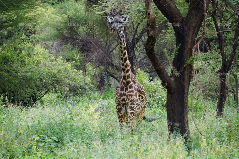 A young giraffe in Lake Manyara National Park, Tanzania