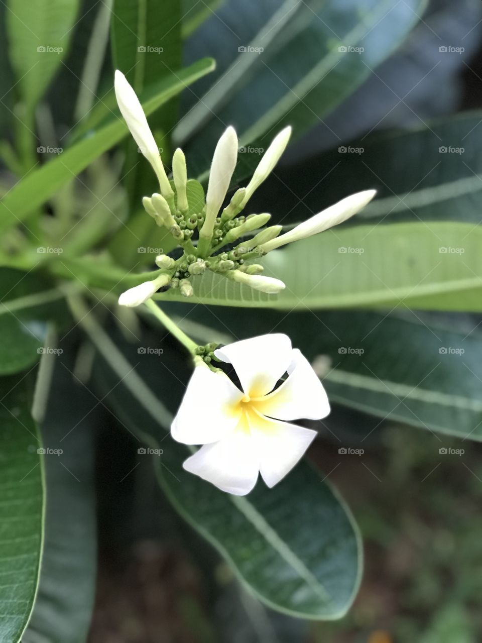 Flower growing 
