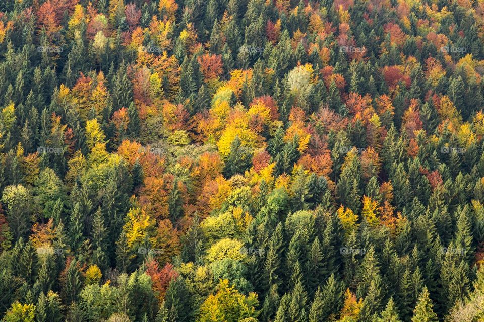 colorful forest during autumn