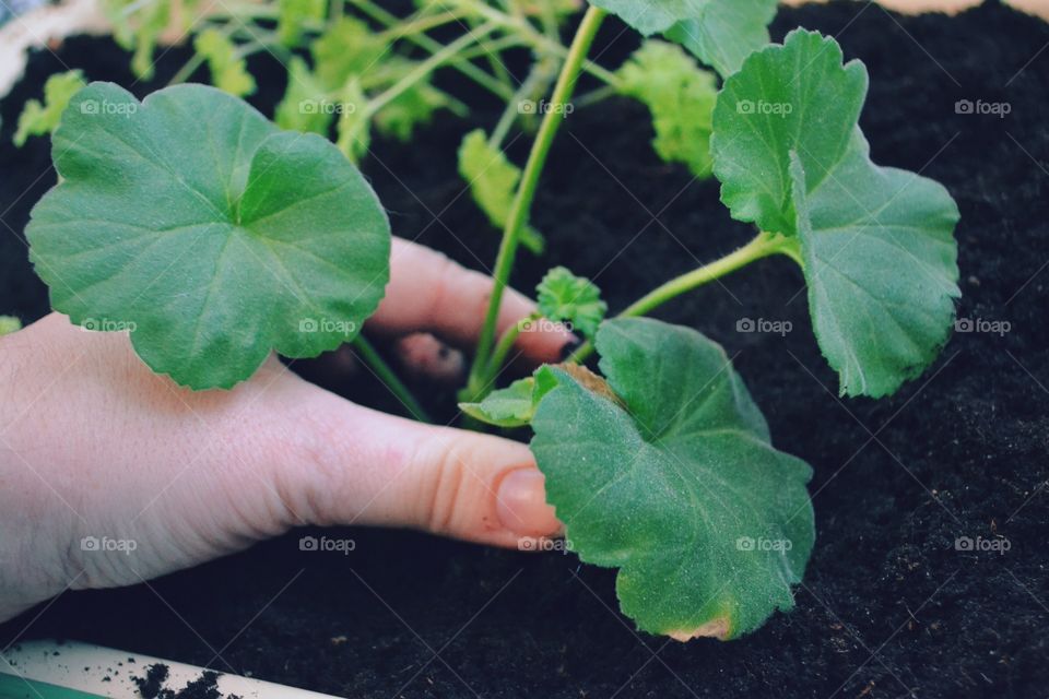 Gardening