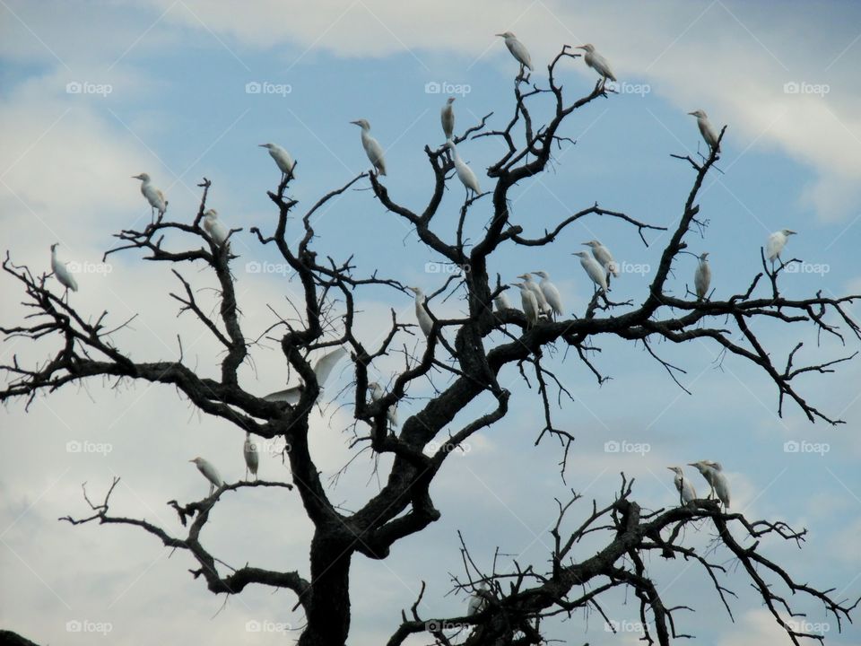 family 👪 tree 🎄. This is a picture of some birds that I saw this morning while out exploring... 👣 🚶 🏃 🔥 💨