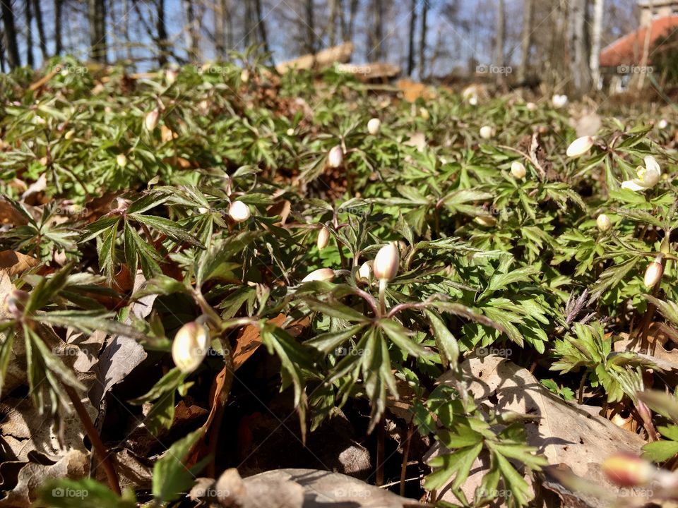 wood anemone