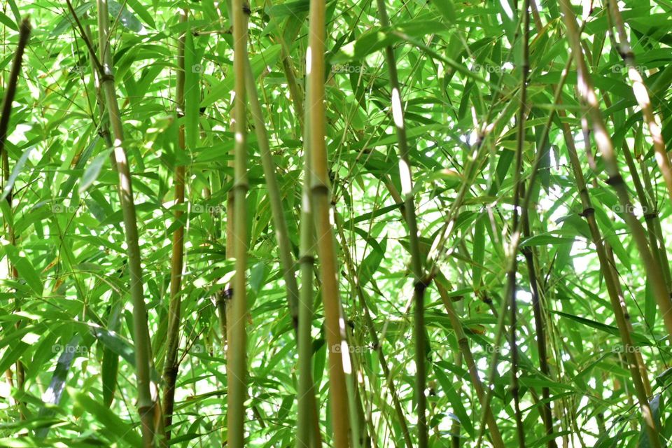 Bamboo 