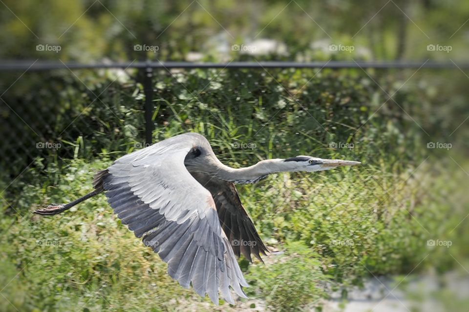 Great Blue Heron