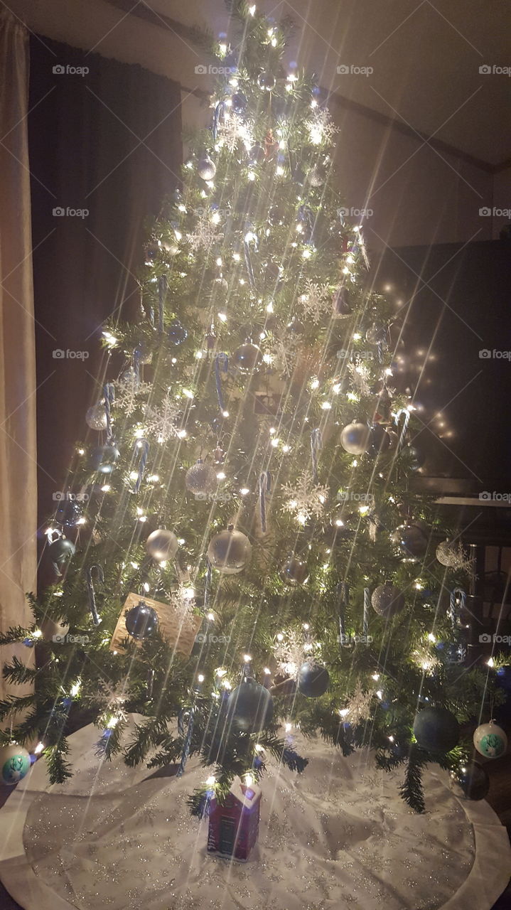 Christmas Tree, first the Holiday season.