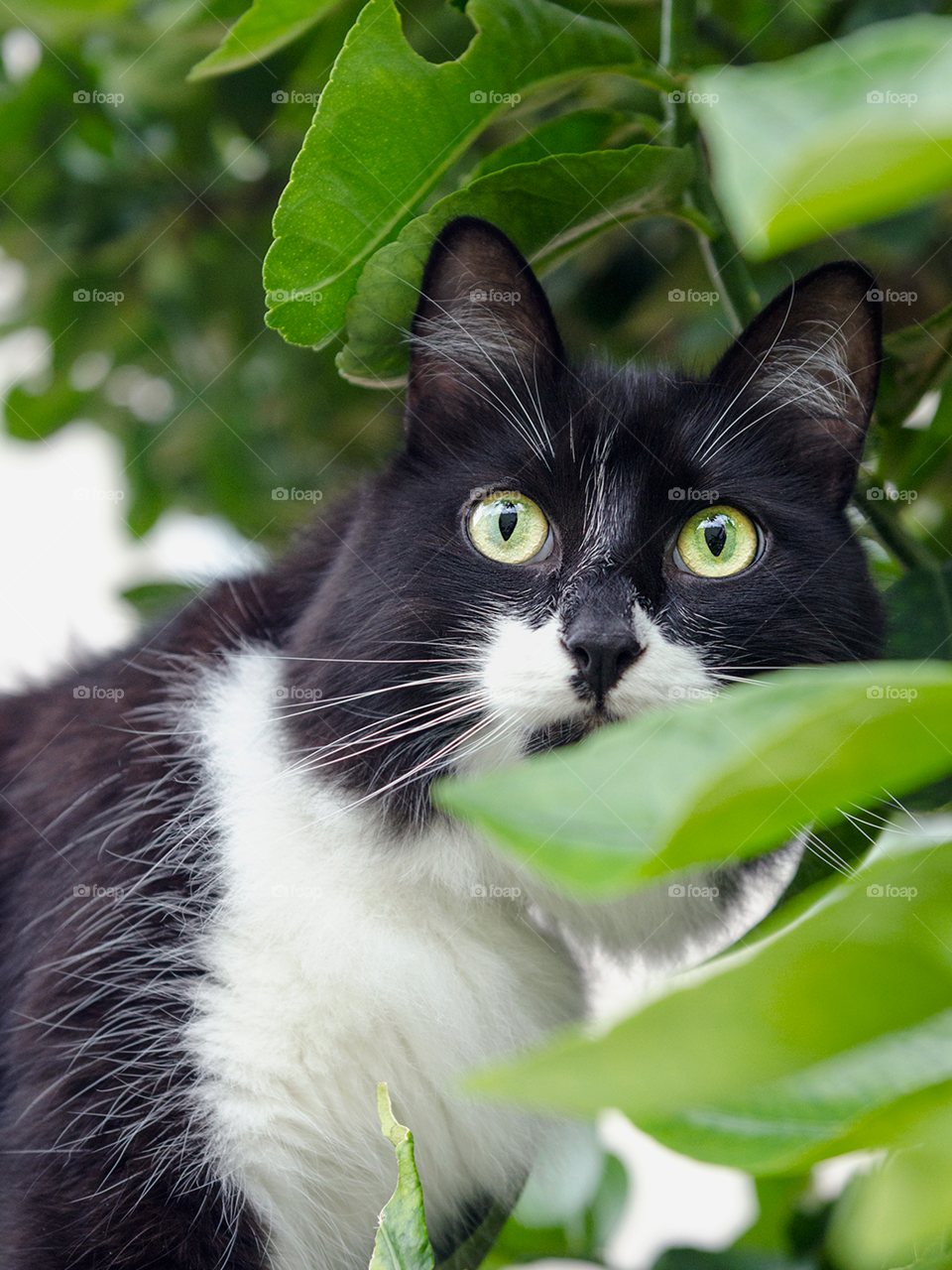 Cat in nature