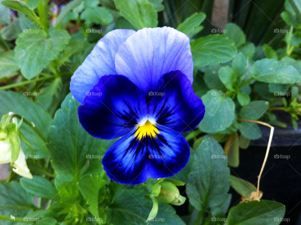 românia floare albastra by pat