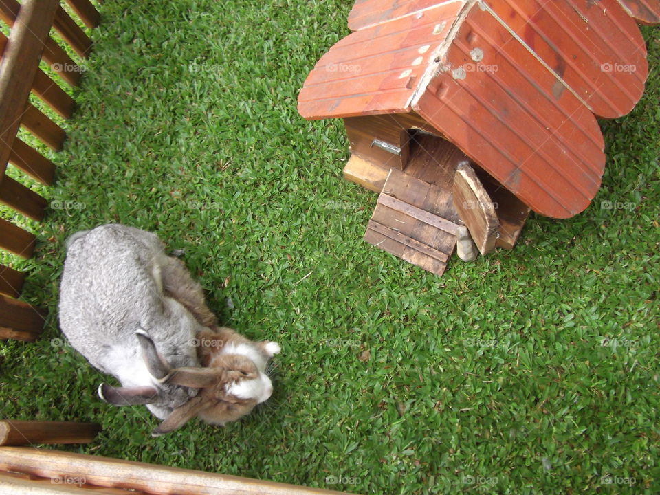 two bunnys rabbits in grass house red roof