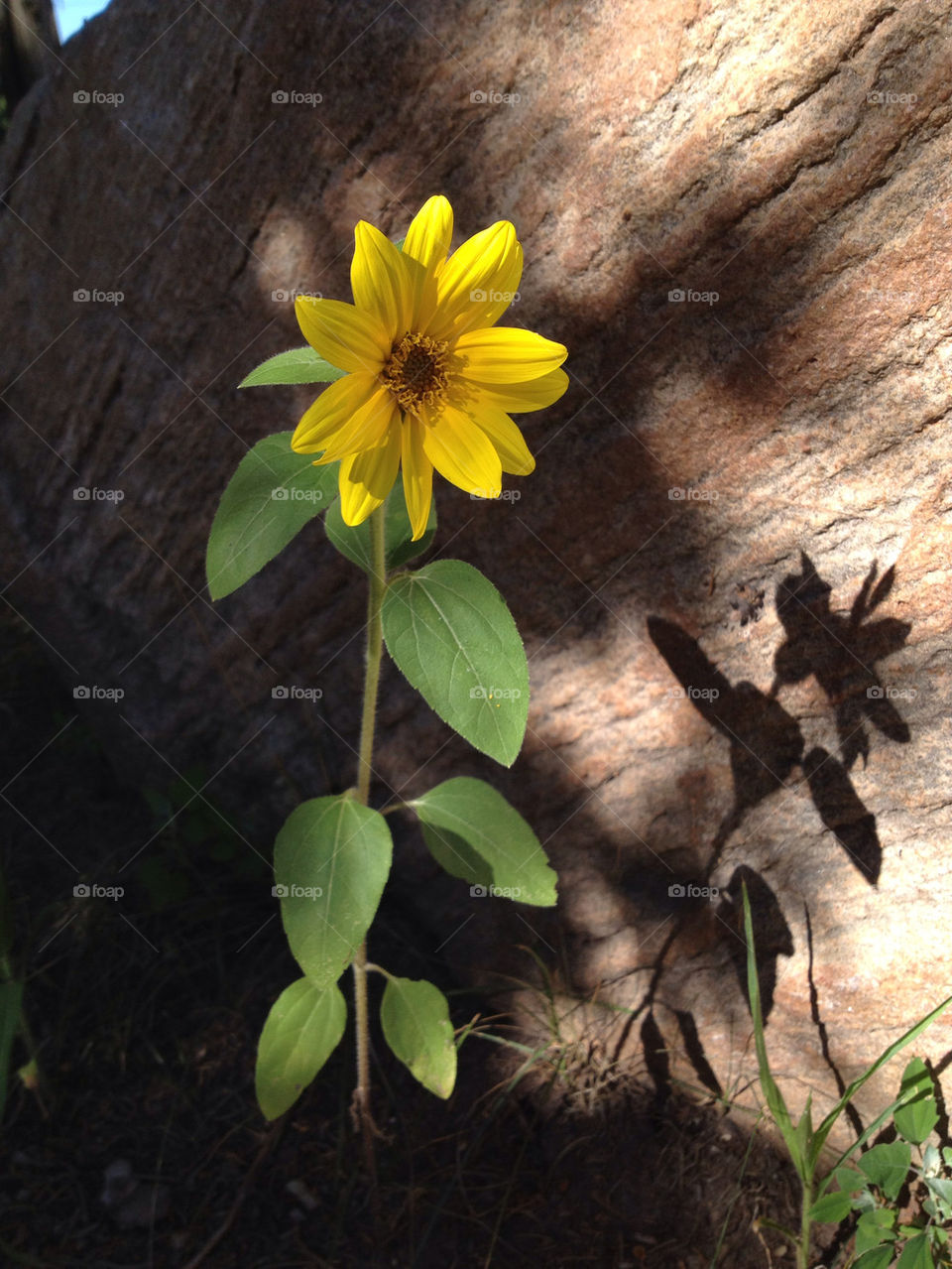 yellow shadow sunflower and by miowan