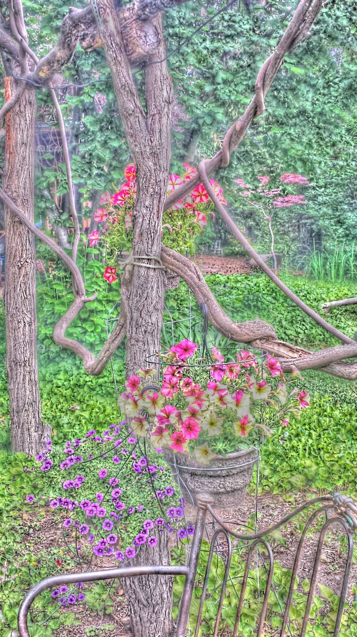 "Beautiful Backyard Garden"