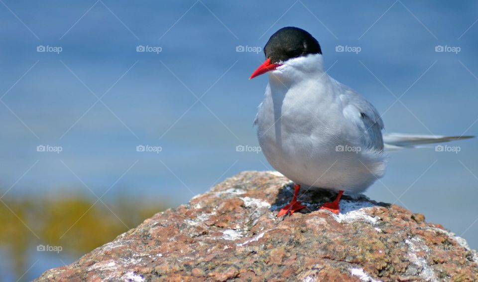 Arctic tern perching on rock
