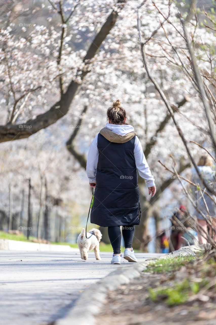 Woman walking her small white dog down a path lined with beautiful cherry blossom trees - Sakuras in Spring