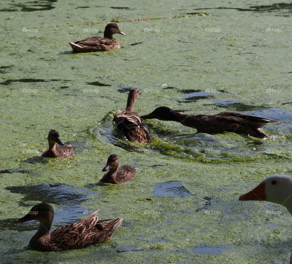 Ducks in the lake