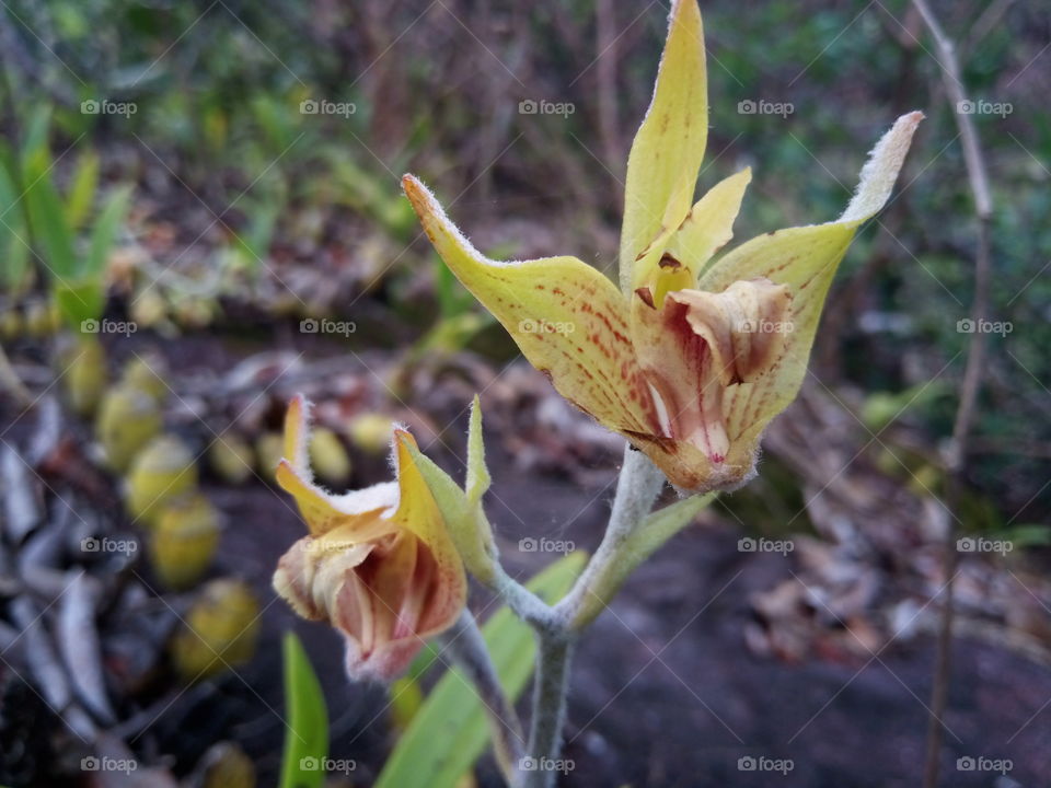 Eria orchid