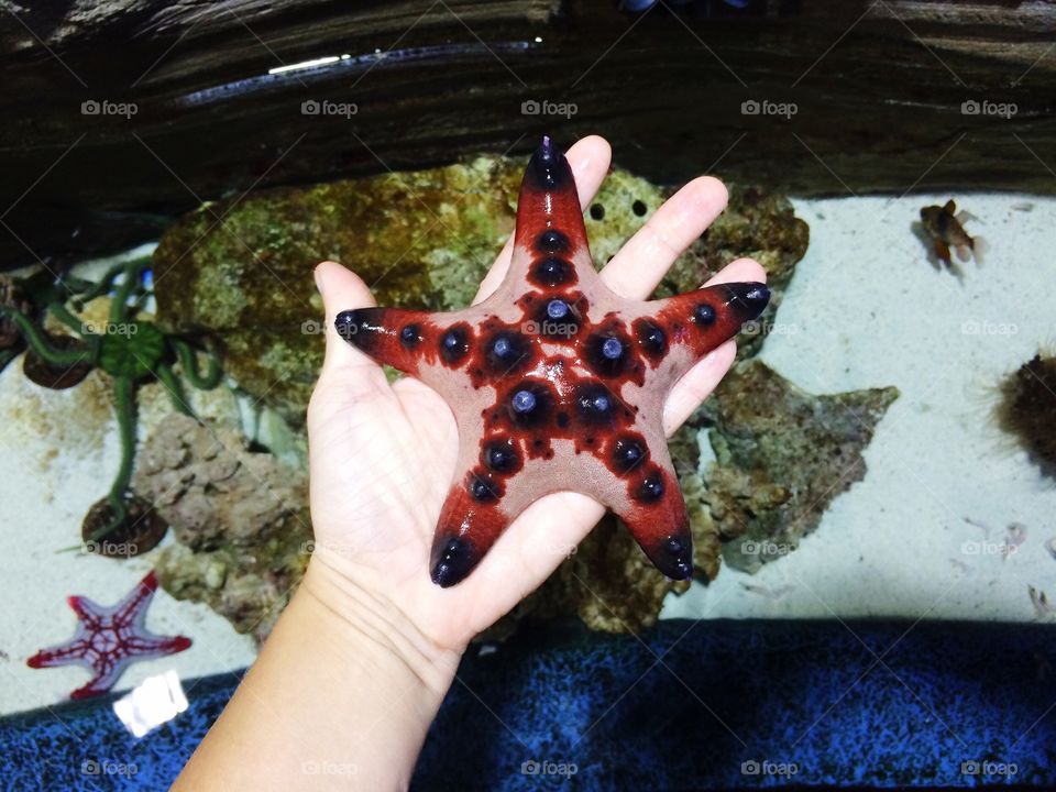 Holding a starfish 