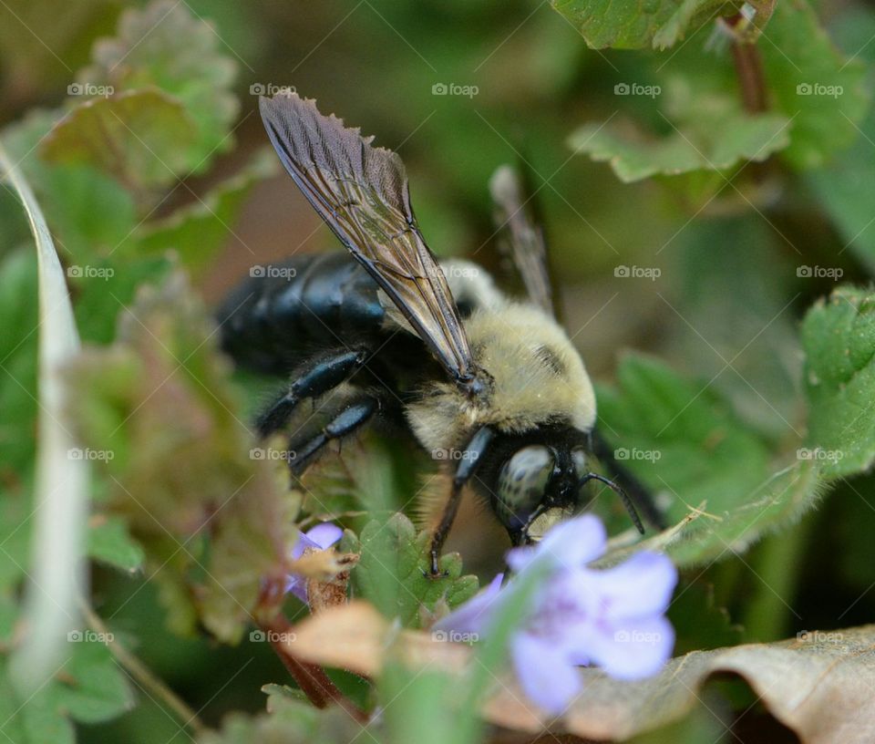 bumble bee macro