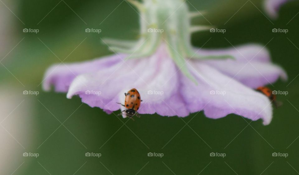 Lady bugs on flower