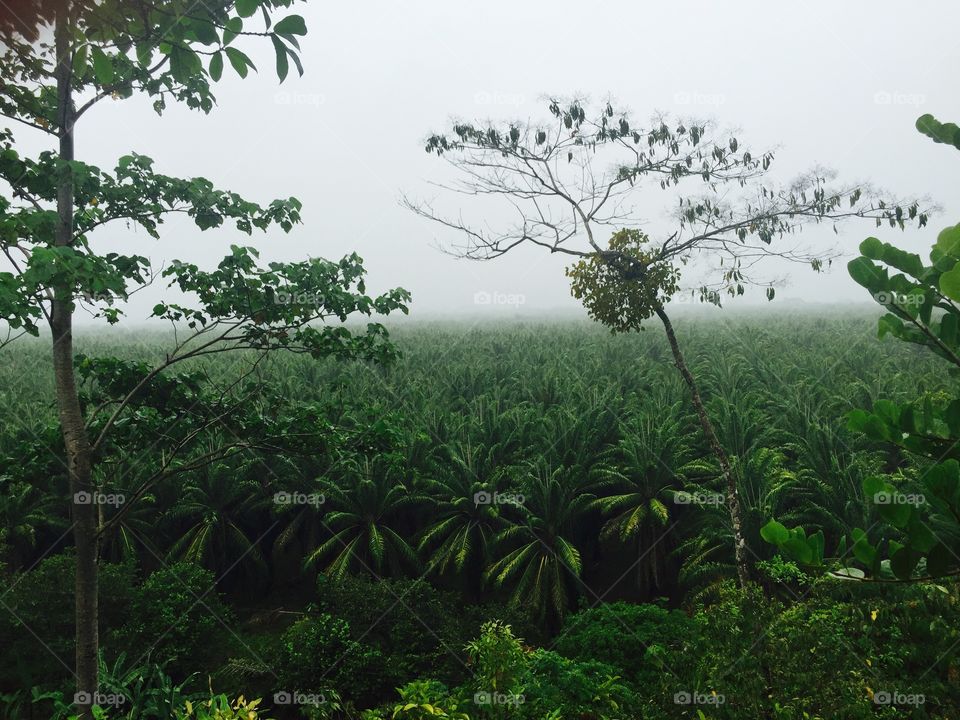 Palm farm in Central America🌴
