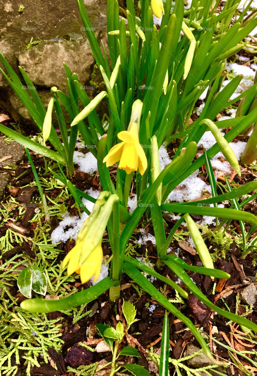 First daffodil of Spring 