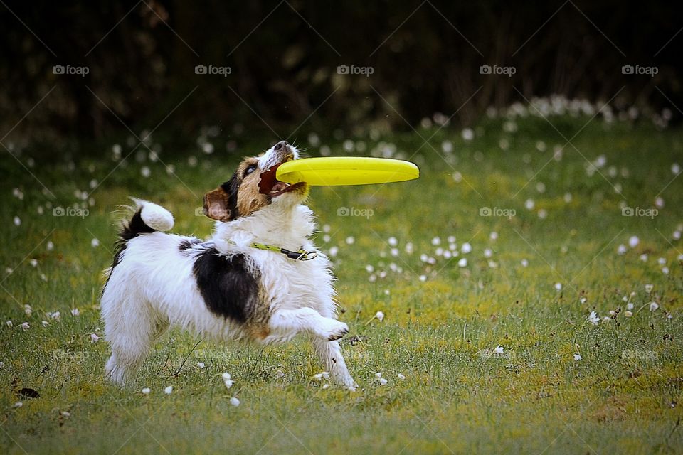 Dog playing