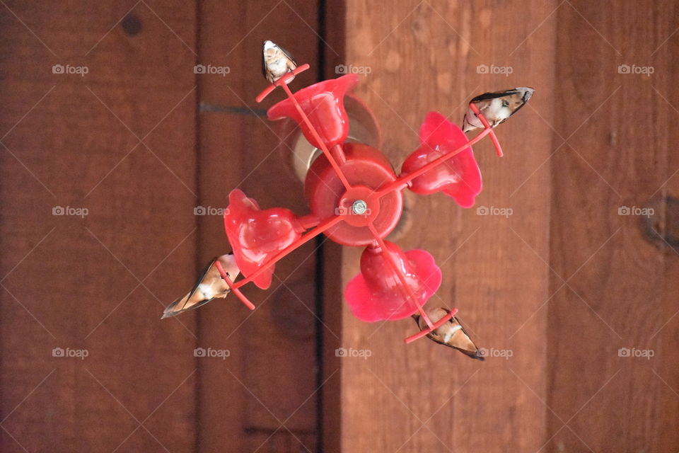 Four beautifully unique, original, different hummingbirds. However, all with the same goal; nectar! Animals of flight in Wells Gray Provincial Park, BC.