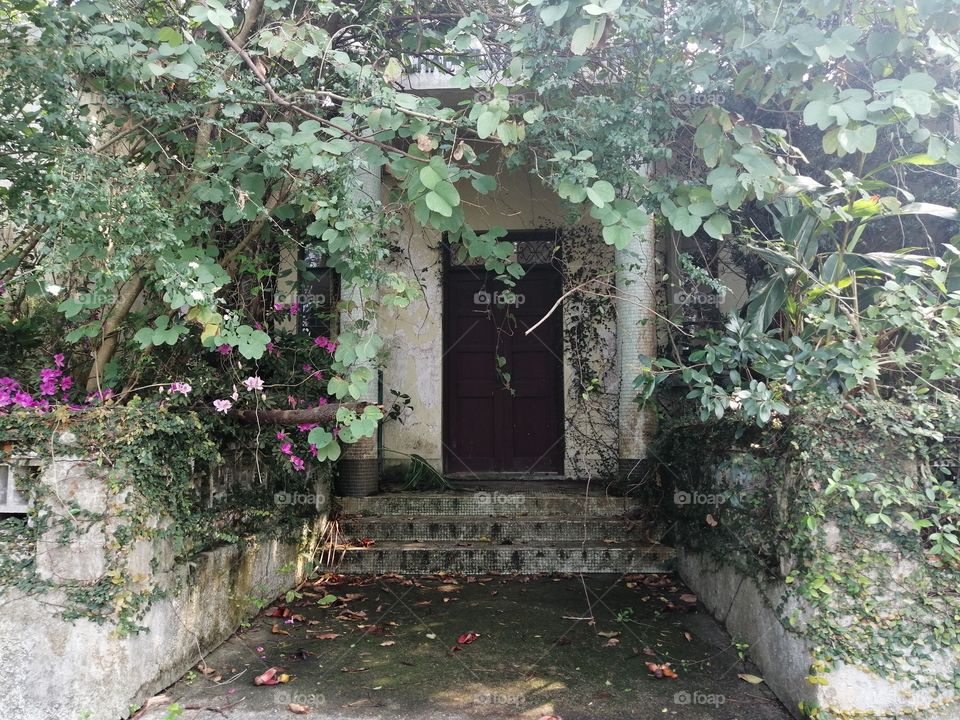A mysterious door, sheathed in vines and flowers. What is it's secret? Can we know?