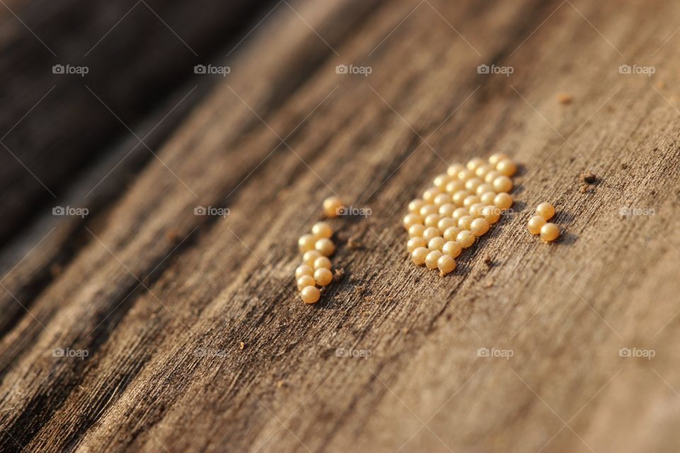 insect eggs under log