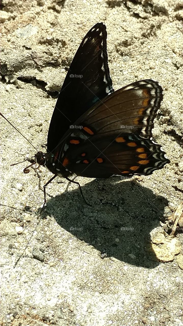 lady painted butterfly