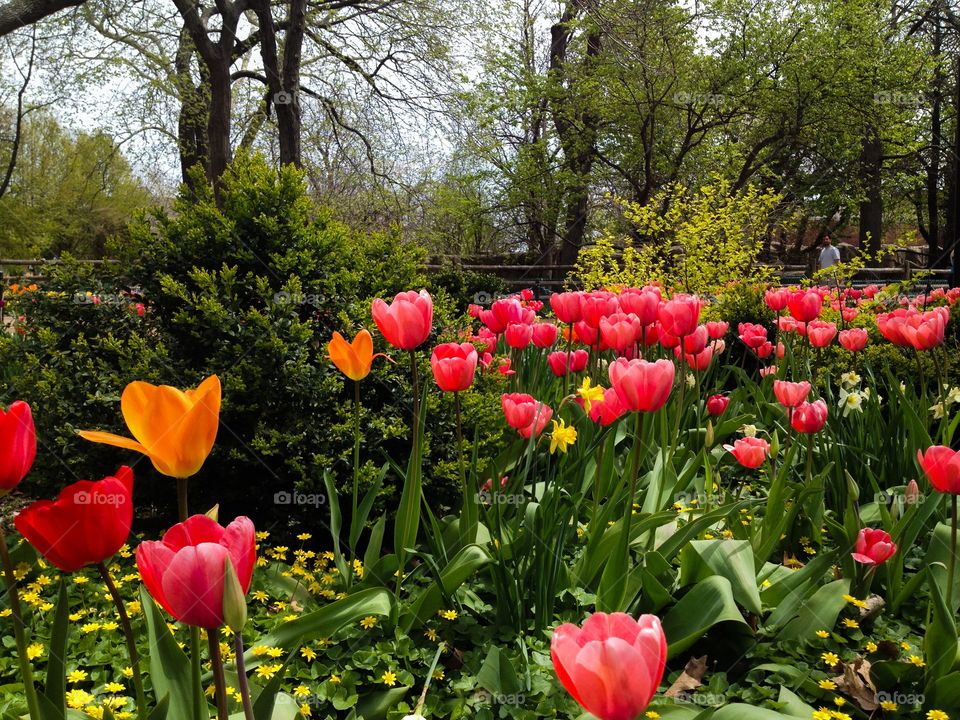 Springtime in Chicago
