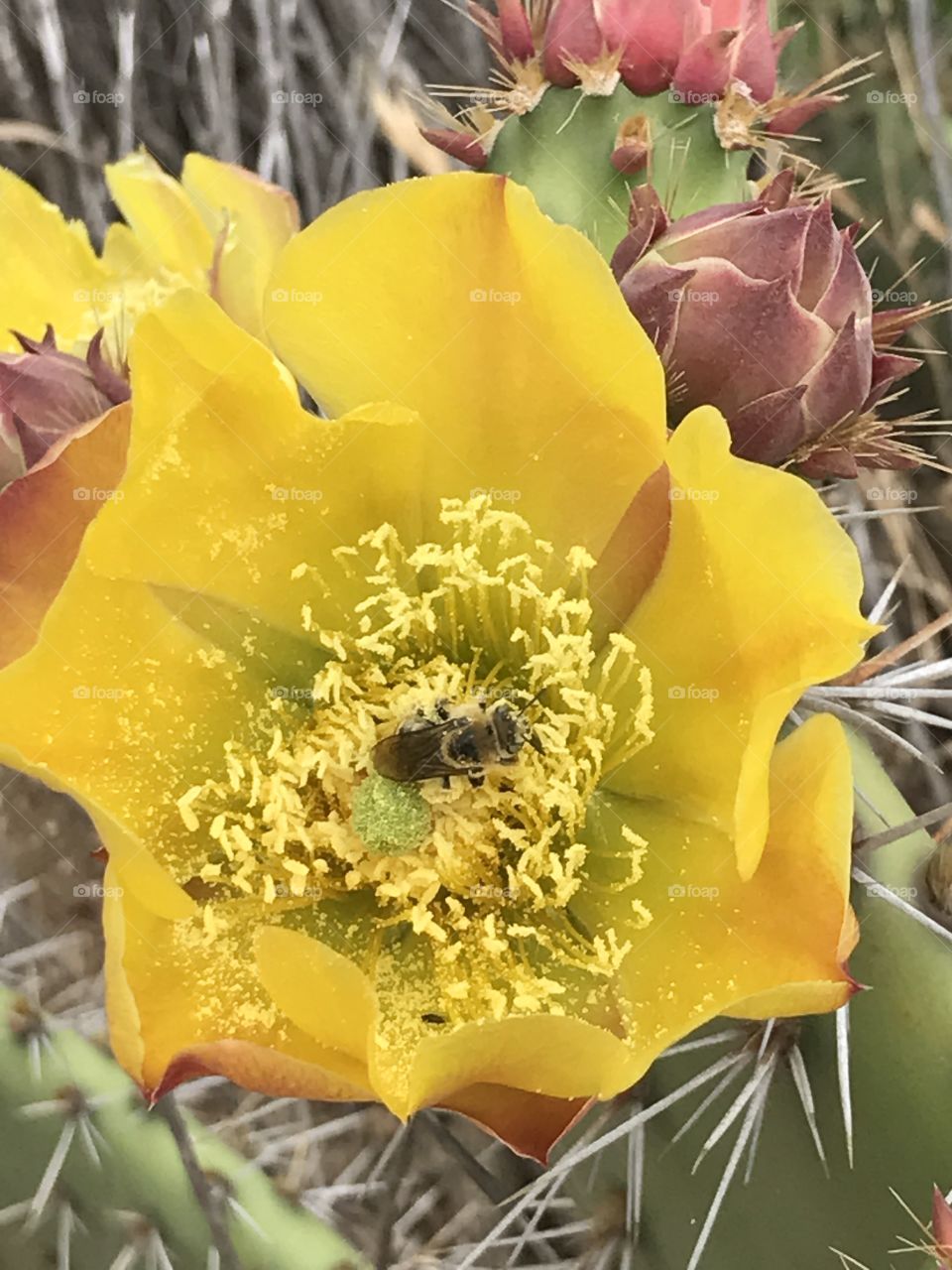 Bee pollination 