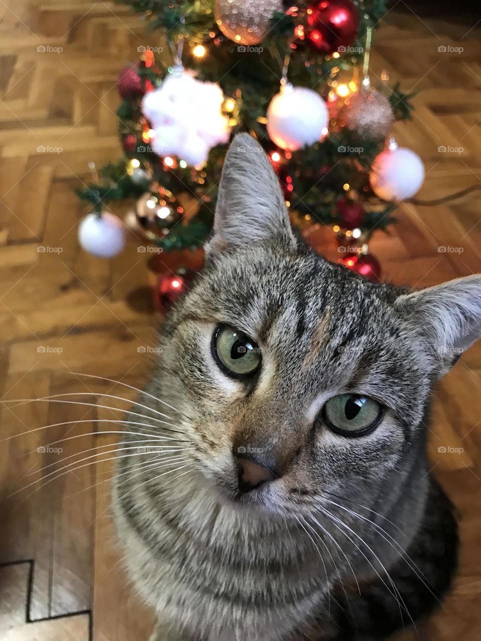 The best Christmas ever!