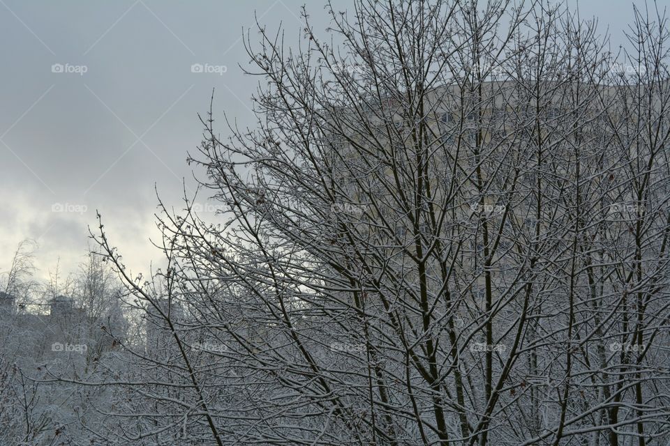 Winter, Tree, Snow, Branch, Wood