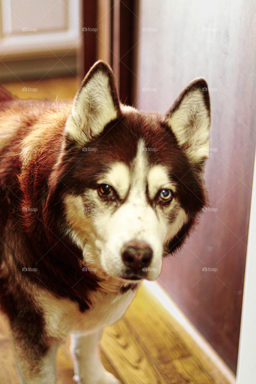 husky wanting a treat