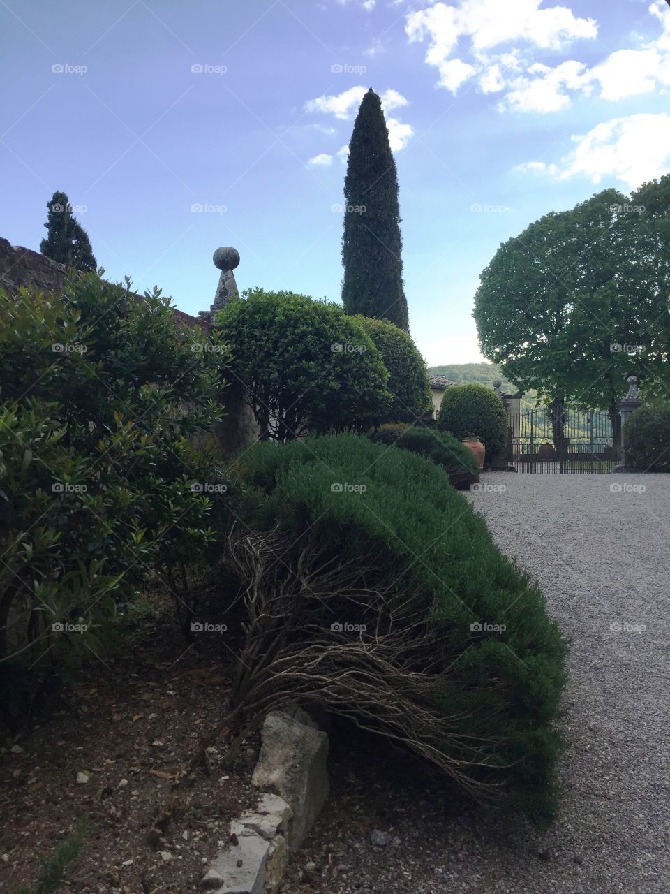 Strange plant - Tuscany - Italy