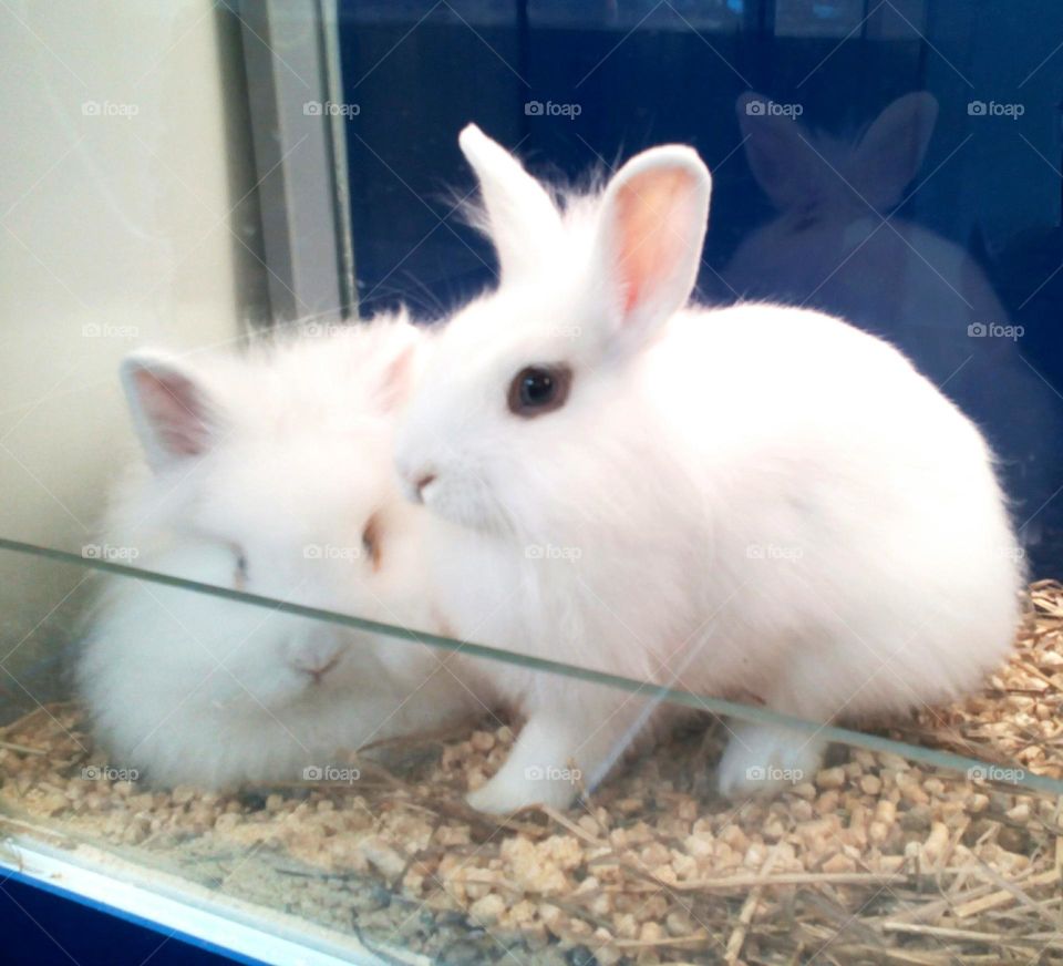 two white rabbits 🐇🐇