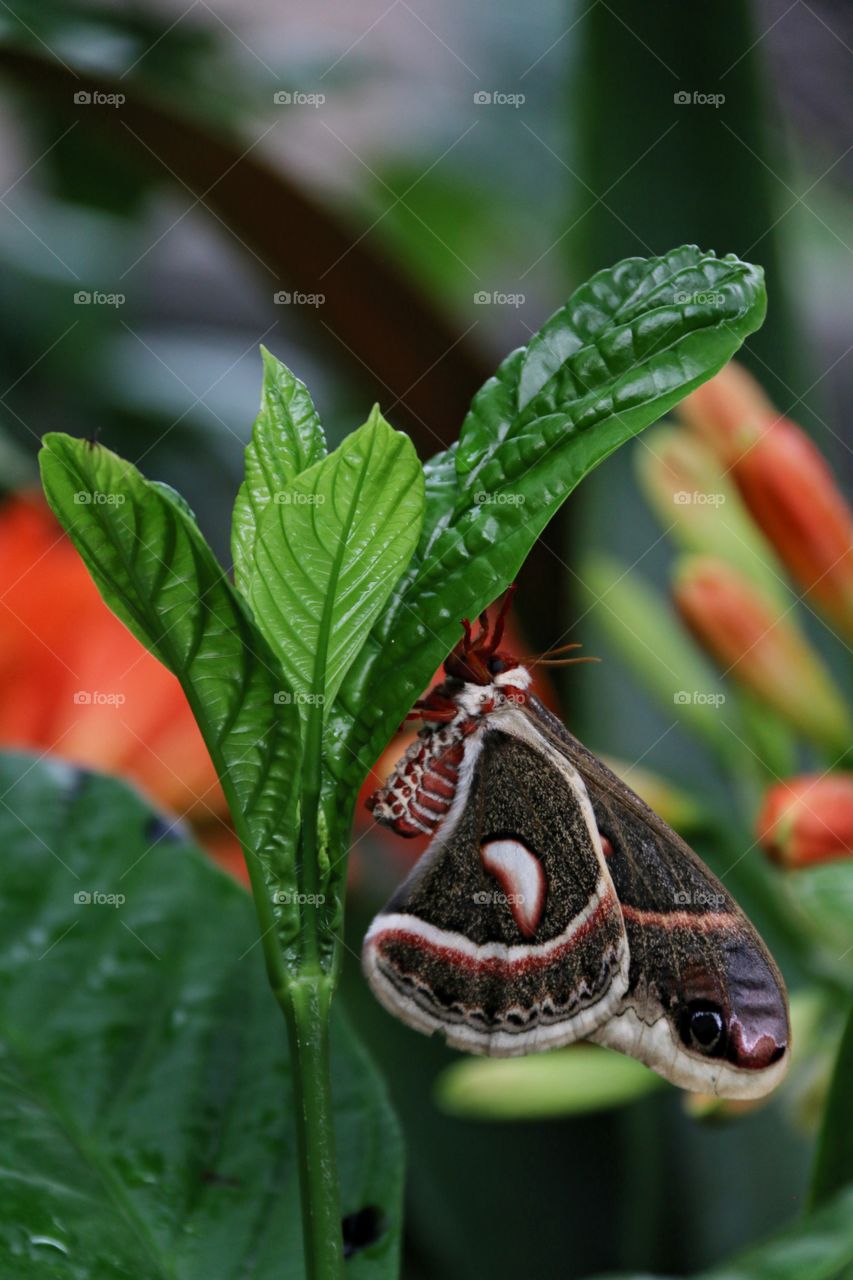 Tawny tans and oranges brush footed butterfly