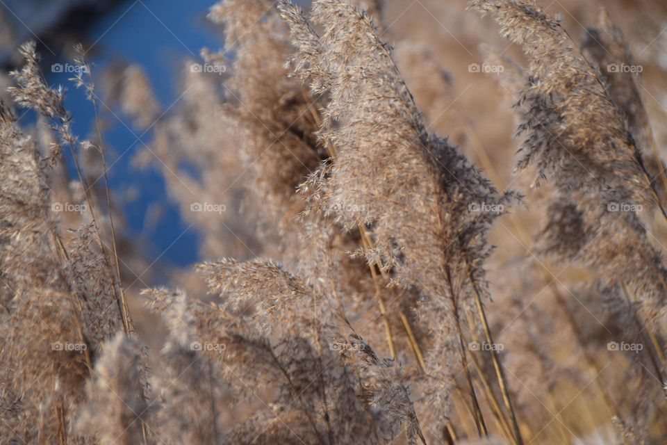 Schilfähren im Winter