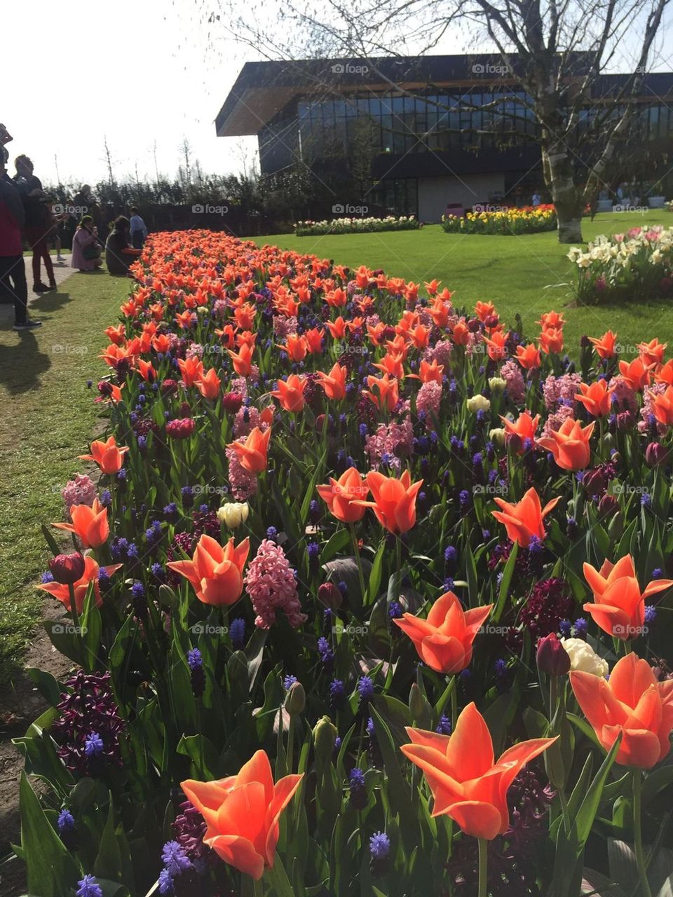 Red and purple flowers