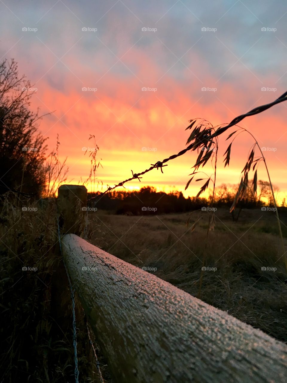 Fence in the sunrise 