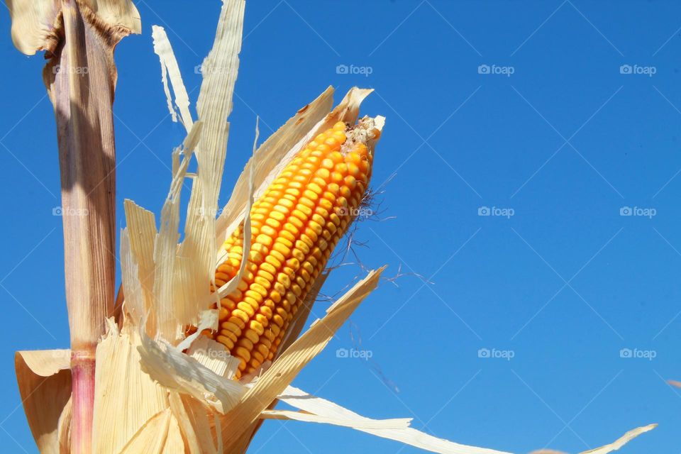 photo of ripe corn on a stalk against a blue sunny sky day